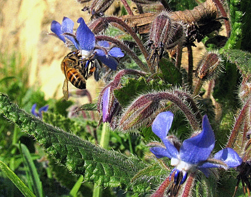 Borago officinalis L.